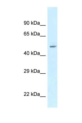 ATXN10 / SCA10 Antibody (N-Terminus)