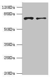 GBE1 Antibody