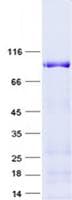 Human ELF2 / NERF Protein (Recombinant GST, N-terminus + His, C-terminus)