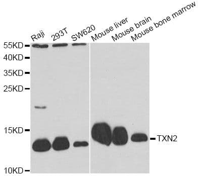 TXN2 / Thioredoxin 2 Antibody