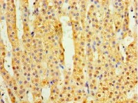 TMEM44 Antibody (aa269-439)