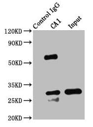 CA1 / Carbonic Anhydrase I Antibody