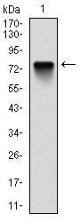 BMI1 / PCGF4 Antibody (clone 3000)