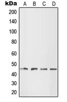 Polyclonal Rabbit anti-Human LHX1 Antibody (Internal, IF, WB)