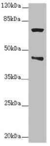 POC1A / SOFT Antibody