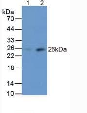 MBL2 / Mannose Binding Protein Antibody (aa130-248, Biotin)