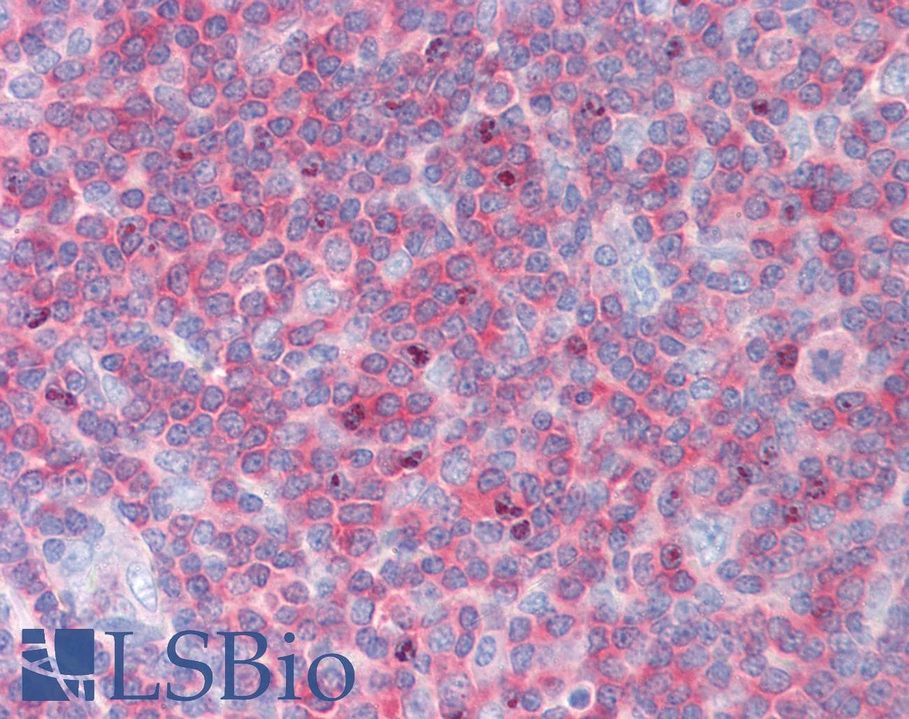 IHC-plus™ NRBP1 / NRBP Antibody (clone 2C8)