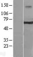 CRY2 Protein (Over-Expression Lysate Myc-DDK (Flag))