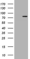 RASGRP3 / GRP3 Antibody (aa380-690, clone OTI2C11)