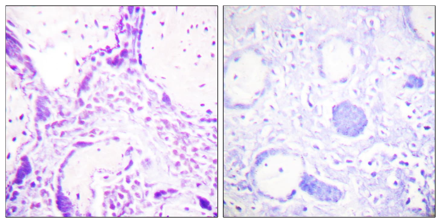 PPARG / PPAR Gamma Antibody (aa78-127)