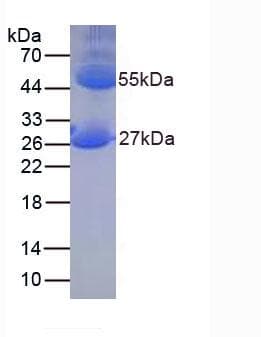 Mouse IgG Protein (Native)