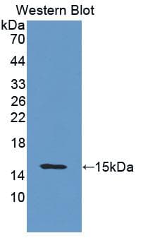 ITGAM / CD11b Antibody (aa808-931)