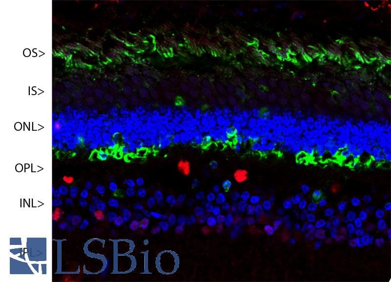 IHC-plus™ SAG / Arrestin Antibody (clone S128)