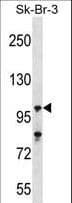 USP16 Antibody (aa132-160)