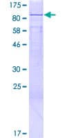 Human METTL13 / KIAA0859 Protein (Recombinant GST)