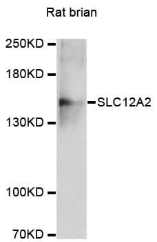 SLC12A2 / NKCC1 Antibody