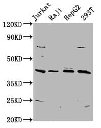 SPO11 Antibody