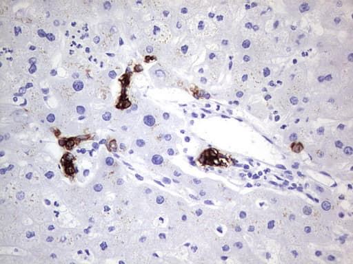 Monoclonal Mouse anti-Human KRT19 / CK19 / Cytokeratin 19 Antibody (clone OTI5F4, aa240-390, IHC, WB)