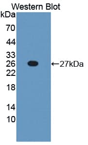 TNFSF9 / CD137L Antibody (aa105-309)
