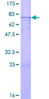 Human ZNF669 Protein (Recombinant GST)