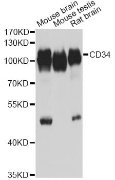 Polyclonal Rabbit anti-Human CD34 Antibody (IF, WB)