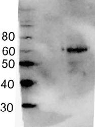 Monoclonal Mouse anti-Mouse GABRD Antibody (clone S151-3, aa15-34, IHC, IF, WB)