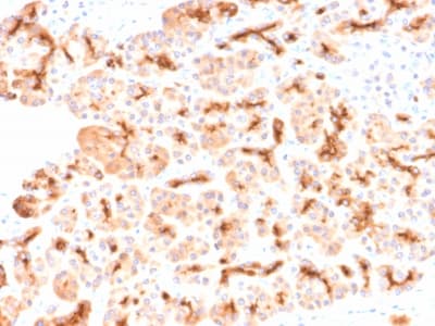 CFTR Antibody (clone CFTR/2290R, Azide-free, Carrier-free)