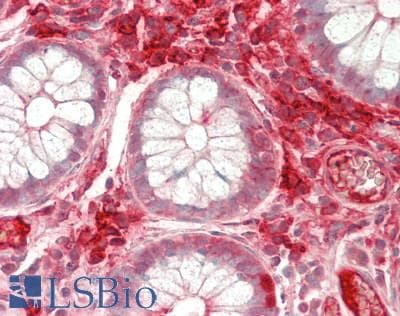 JCHAIN / Ig J Chain Antibody (clone 3B3, Carrier-free)