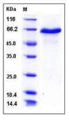 Mouse DLL1 Protein (Recombinant His,C-terminus)