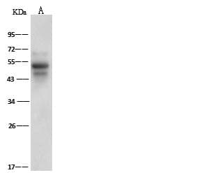 SERPINF1 / PEDF Antibody (Preservative Free)