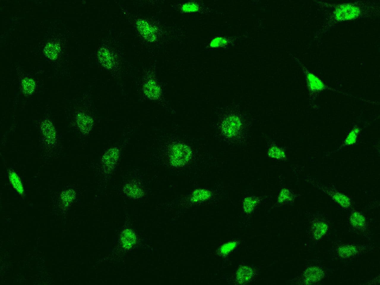 CINP Antibody