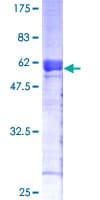 Human PPP2R3B Protein (Recombinant GST)