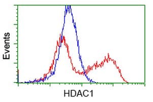 HDAC1 Antibody (clone OTI6F11)