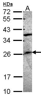 GRAP Antibody (aa155-217)