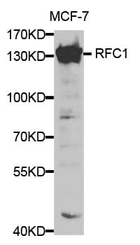 RFC1 / RFC Antibody