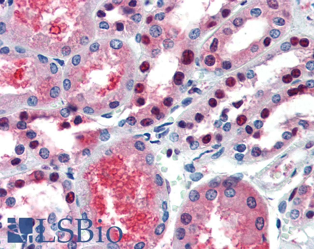 PathPlus™ Polyclonal Rabbit anti-Human PAX7 Antibody (aa167-216, IHC, WB)