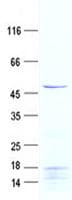 Human CLEC3A Protein (Recombinant GST, N-terminus + His, C-terminus)