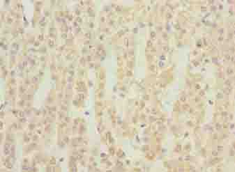NMUR1 Antibody