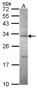 ATP1B3 Antibody (aa53-279)