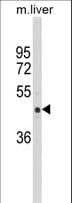 ARHGAP25 Antibody (aa193-219)