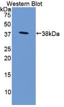 CD274 / B7-H1 / PD-L1 Antibody (aa48-290)