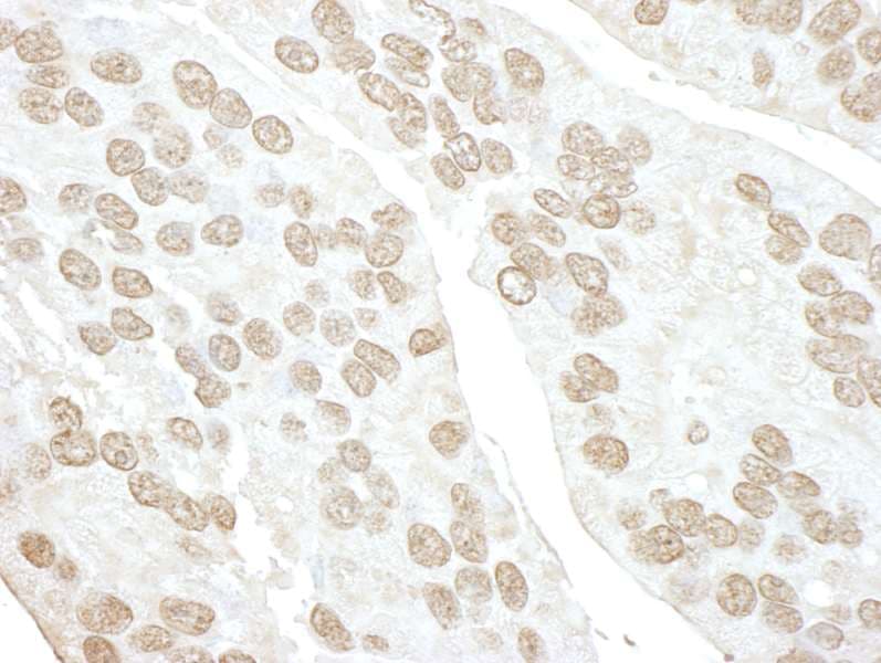 POLR3D Antibody (aa175-225)