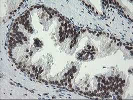 TLE1 / TLE 1 Antibody (aa180-460, clone OTI1H2, Carrier-free)