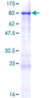 Human SHC3 / SHCC Protein (Recombinant GST)