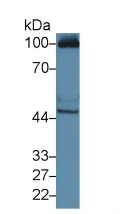 MOK / RAGE Antibody (aa2-228, APC)