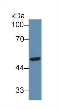 SFRP4 Antibody (aa265-346)
