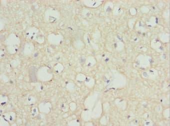 PEX14 Antibody