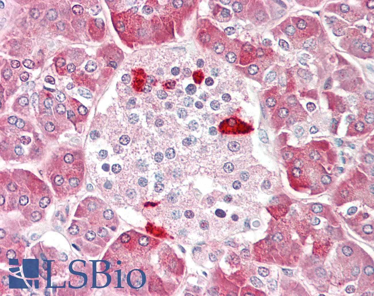 Heat Shock Protein 70 / HSPA1A Antibody (aa492-541)