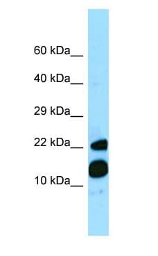 Polyclonal Rabbit anti-Human MRFAP1 / PGR1 Antibody (aa68-117, WB)