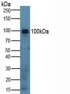 SPON1 / F-Spondin Antibody (aa608-802)